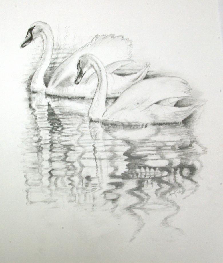 Comment Dessiner Un Cygne Au Crayon Photos Cours De Dessin De Cygne Facile